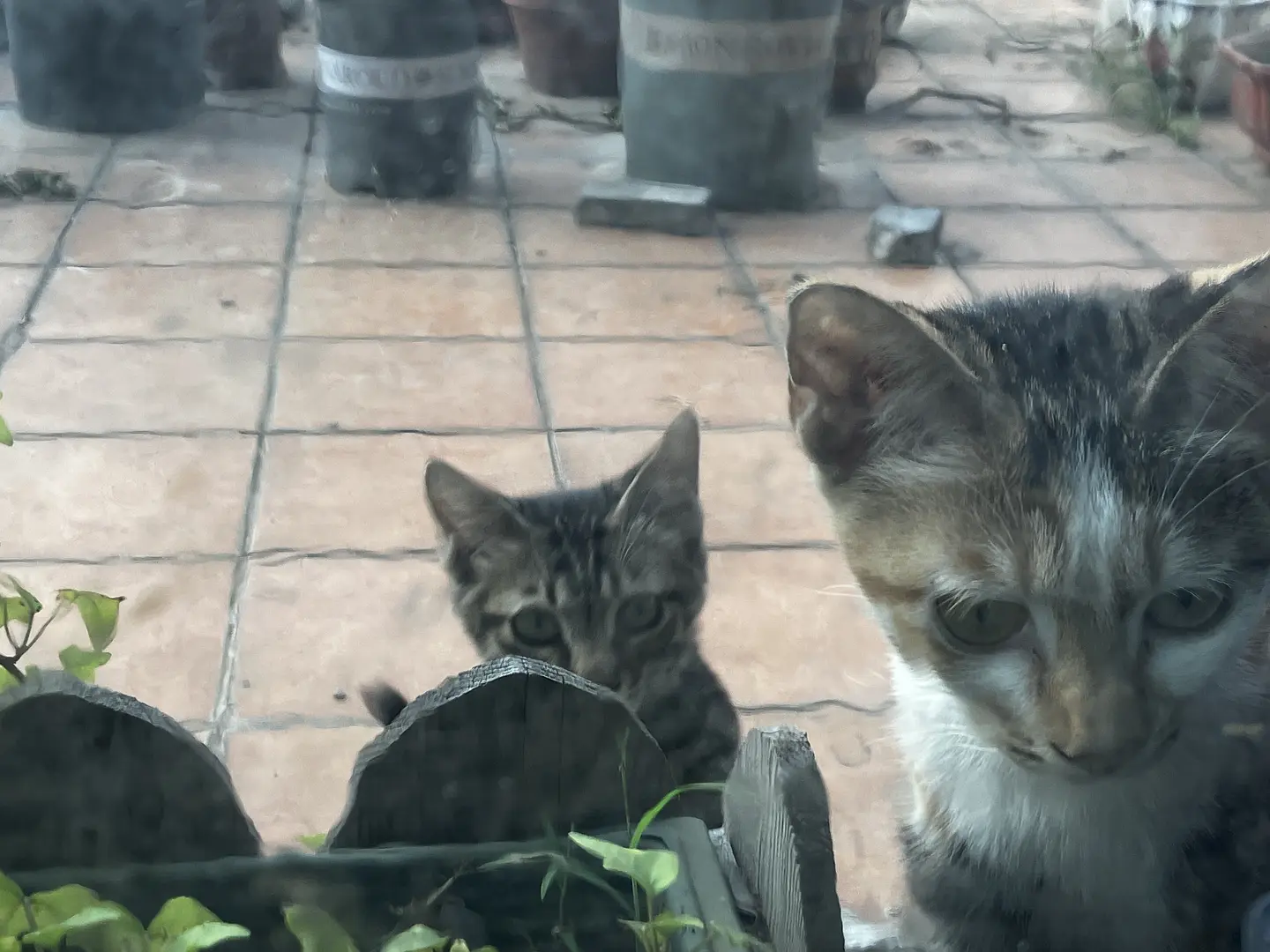 几个月前救的落水小猫，带着小伙伴找上门