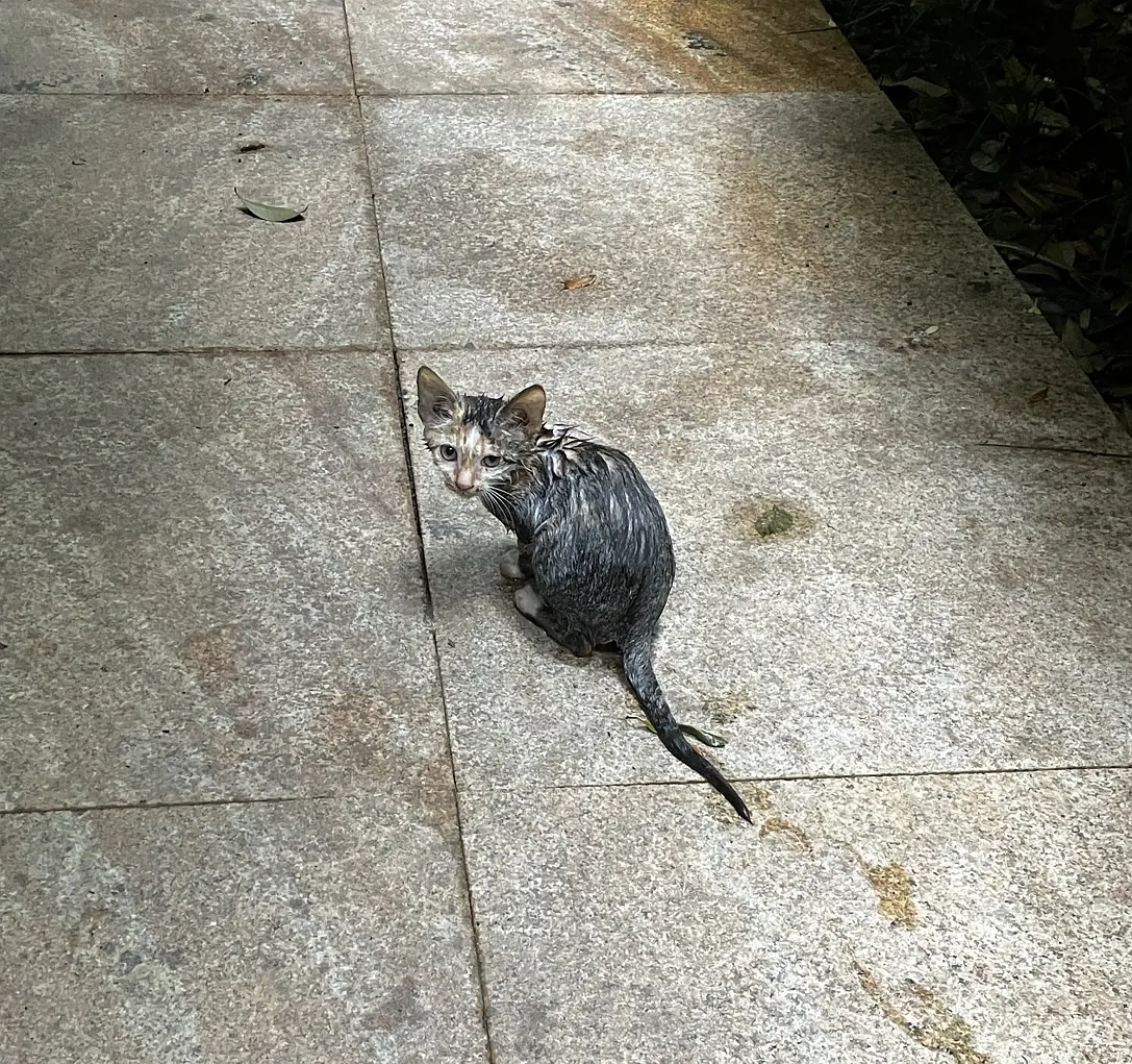 几个月前救的落水小猫，带着小伙伴找上门